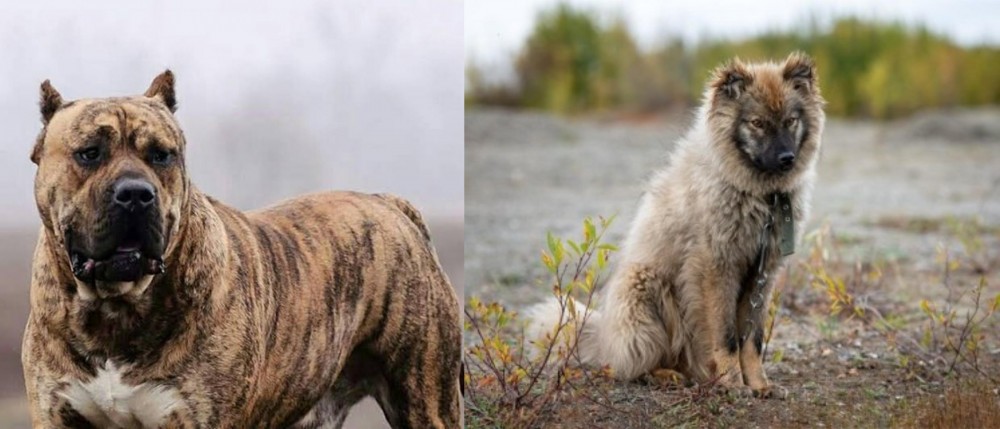 Nenets Herding Laika vs Perro de Presa Canario - Breed Comparison