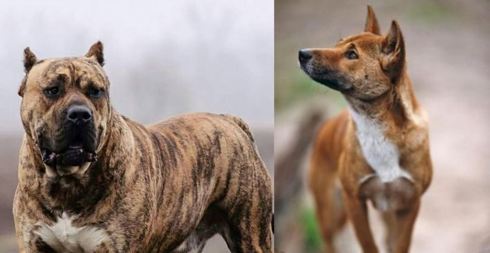 New Guinea Singing Dog vs Perro de Presa Canario - Breed Comparison