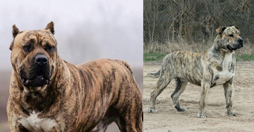 Perro de Presa Mallorquin vs Perro de Presa Canario - Breed Comparison