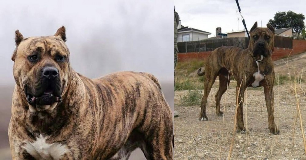 Perro de Toro vs Perro de Presa Canario - Breed Comparison