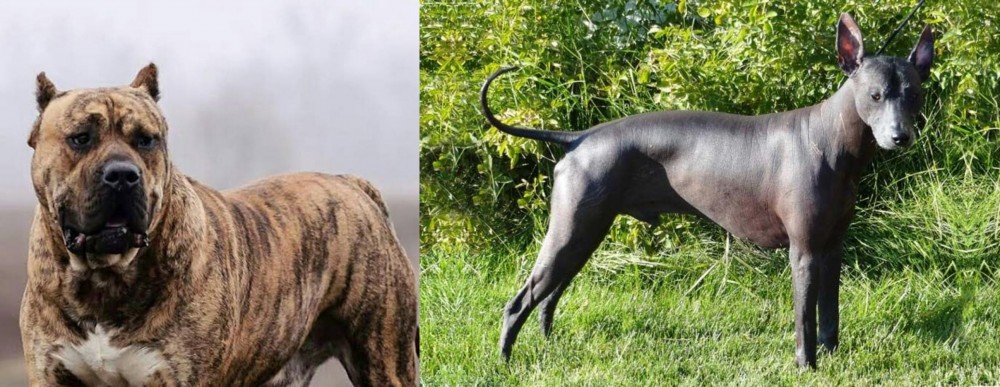Peruvian Hairless vs Perro de Presa Canario - Breed Comparison