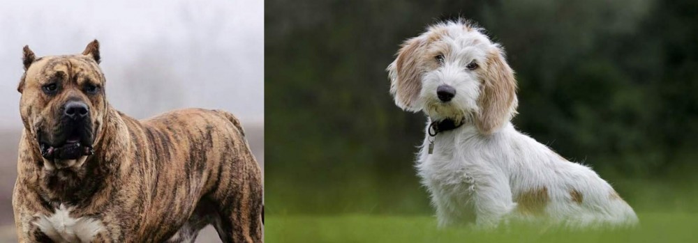 Petit Basset Griffon Vendeen vs Perro de Presa Canario - Breed Comparison