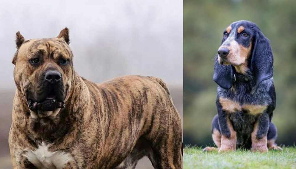 Petit Bleu de Gascogne vs Perro de Presa Canario - Breed Comparison
