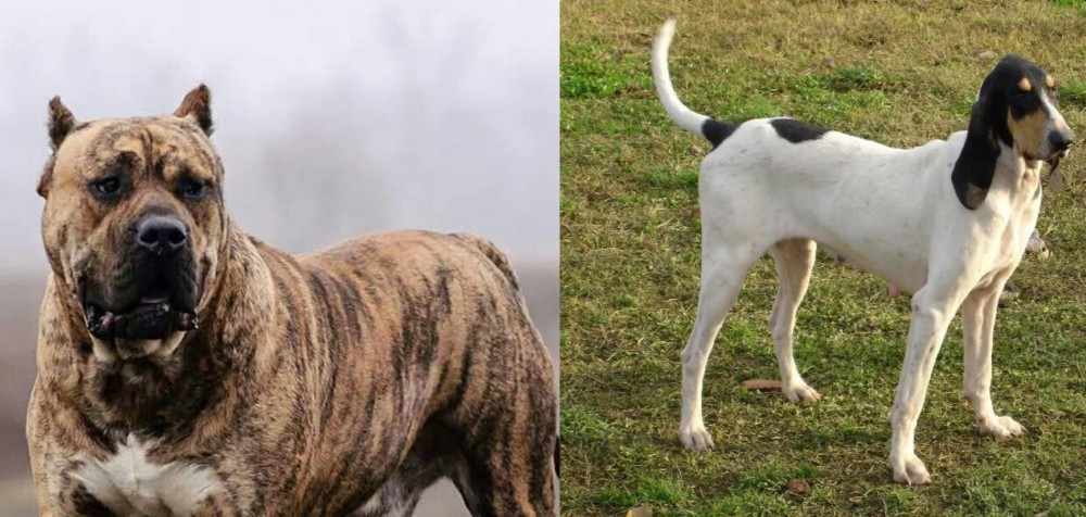 Petit Gascon Saintongeois vs Perro de Presa Canario - Breed Comparison