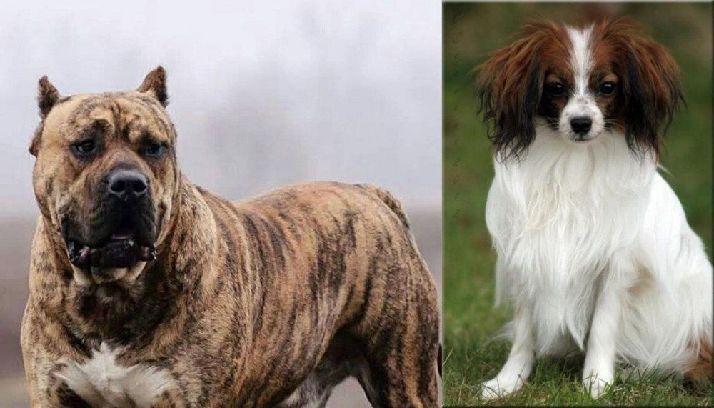Phalene vs Perro de Presa Canario - Breed Comparison