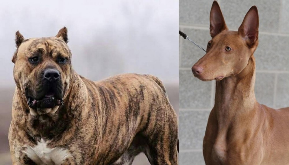 Pharaoh Hound vs Perro de Presa Canario - Breed Comparison