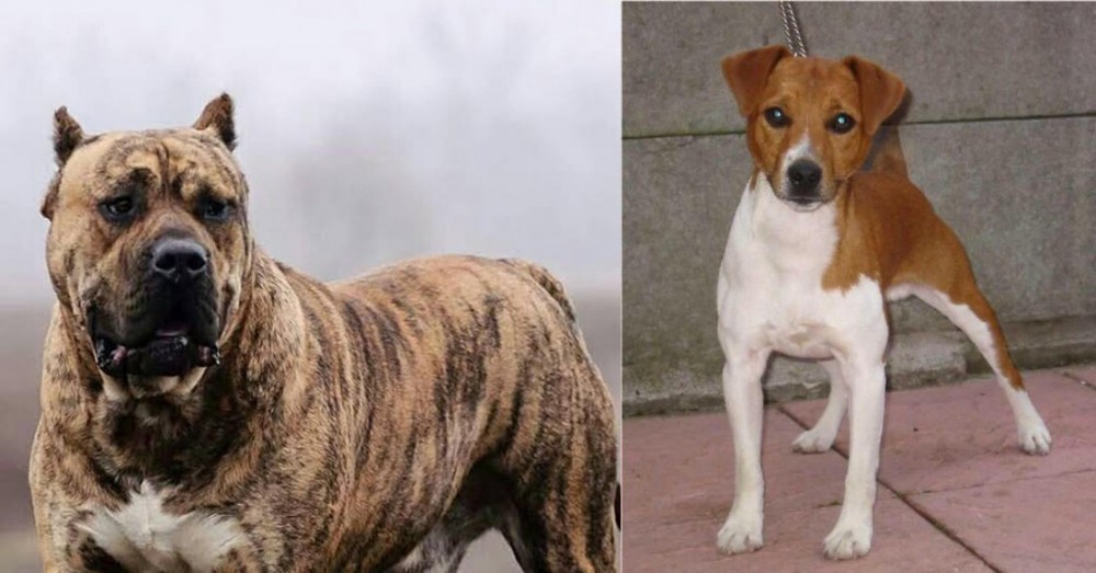 Plummer Terrier vs Perro de Presa Canario - Breed Comparison