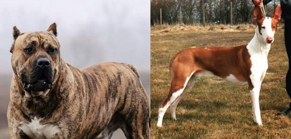 Podenco Canario vs Perro de Presa Canario - Breed Comparison