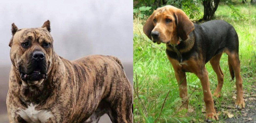 Polish Hound vs Perro de Presa Canario - Breed Comparison