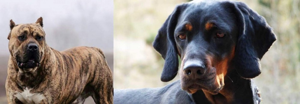Polish Hunting Dog vs Perro de Presa Canario - Breed Comparison