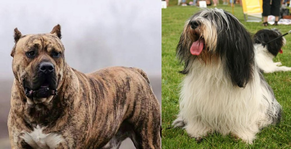 Polish Lowland Sheepdog vs Perro de Presa Canario - Breed Comparison