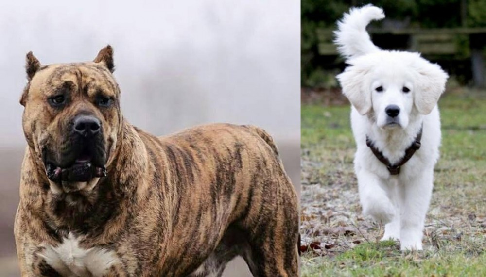 Polish Tatra Sheepdog vs Perro de Presa Canario - Breed Comparison
