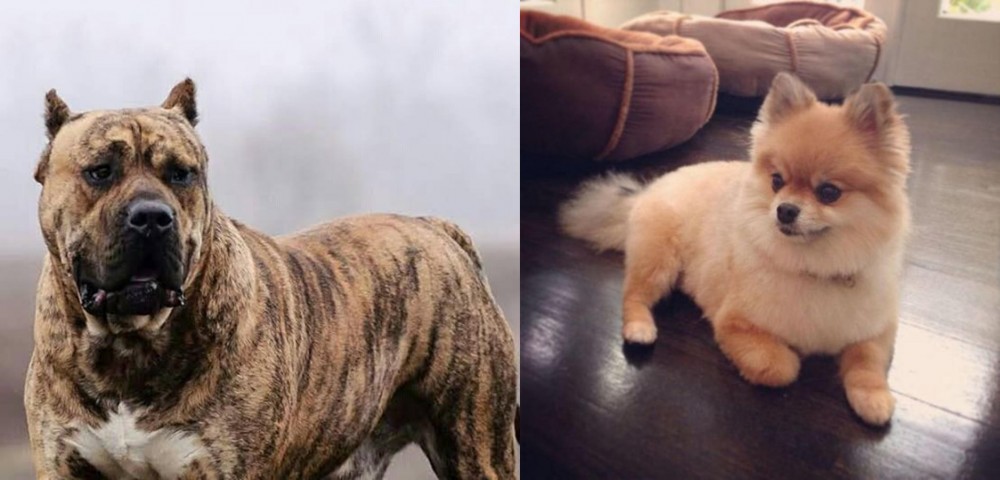 Pomeranian vs Perro de Presa Canario - Breed Comparison