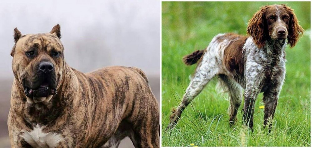 Pont-Audemer Spaniel vs Perro de Presa Canario - Breed Comparison
