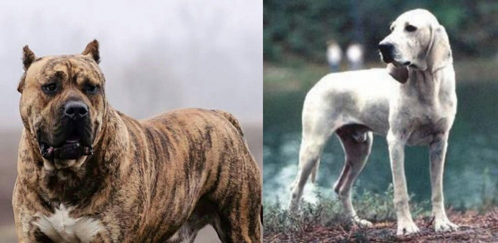 Porcelaine vs Perro de Presa Canario - Breed Comparison