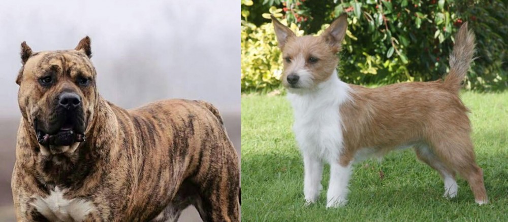 Portuguese Podengo vs Perro de Presa Canario - Breed Comparison