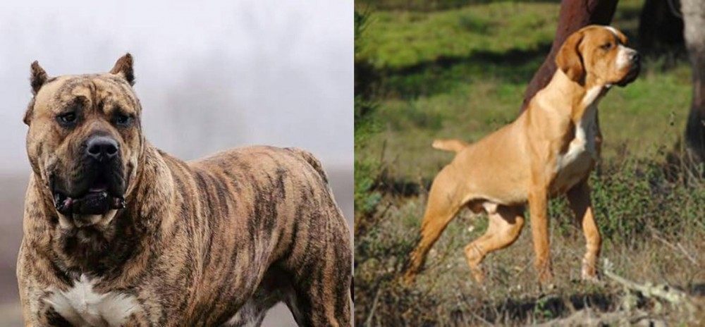 Portuguese Pointer vs Perro de Presa Canario - Breed Comparison