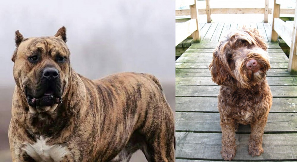 Portuguese Water Dog vs Perro de Presa Canario - Breed Comparison