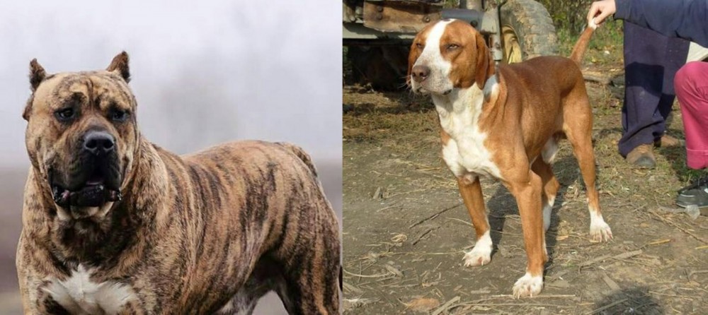 Posavac Hound vs Perro de Presa Canario - Breed Comparison