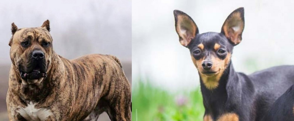Prazsky Krysarik vs Perro de Presa Canario - Breed Comparison