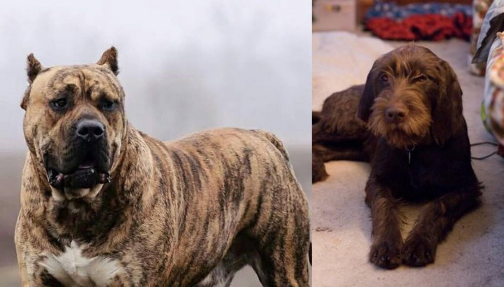 Pudelpointer vs Perro de Presa Canario - Breed Comparison