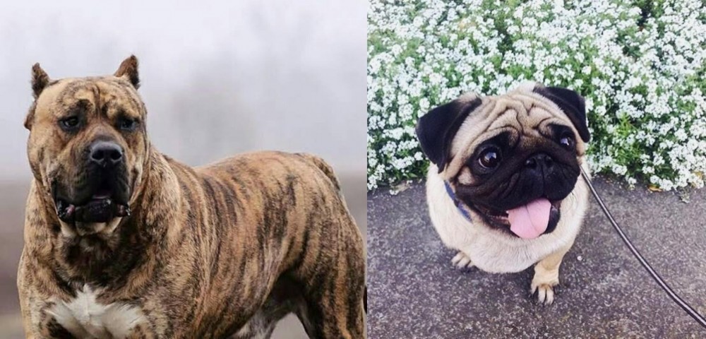 Pug vs Perro de Presa Canario - Breed Comparison