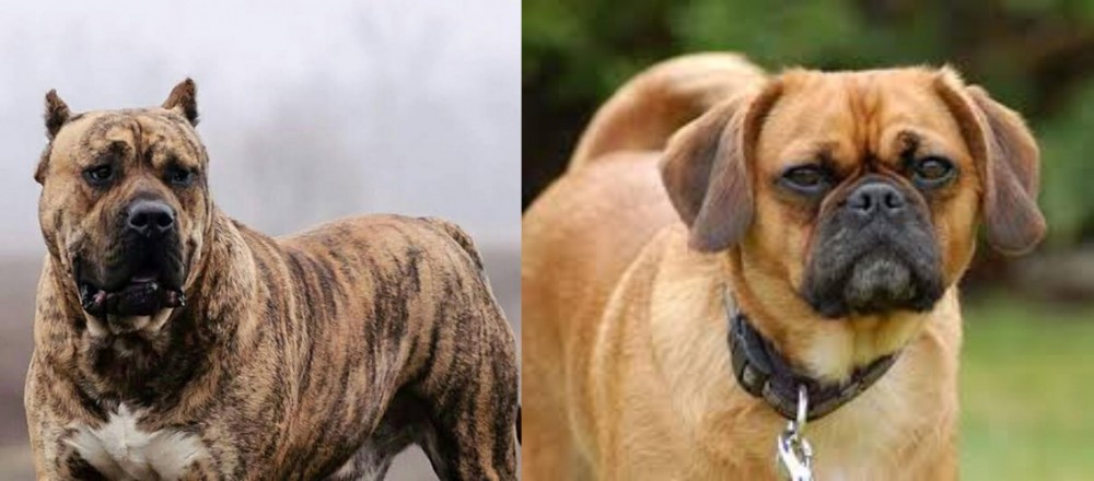 Pugalier vs Perro de Presa Canario - Breed Comparison