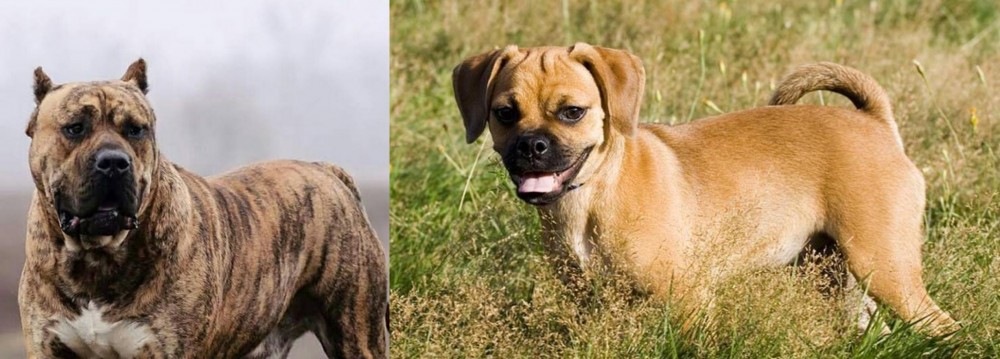 Puggle vs Perro de Presa Canario - Breed Comparison