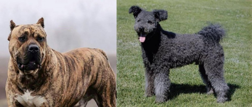 Pumi vs Perro de Presa Canario - Breed Comparison