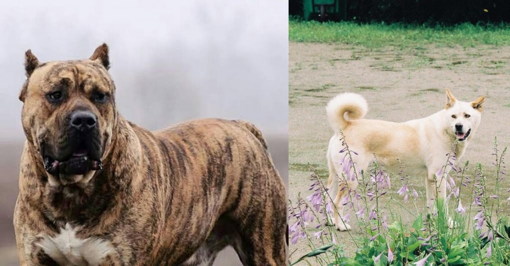 Pungsan Dog vs Perro de Presa Canario - Breed Comparison