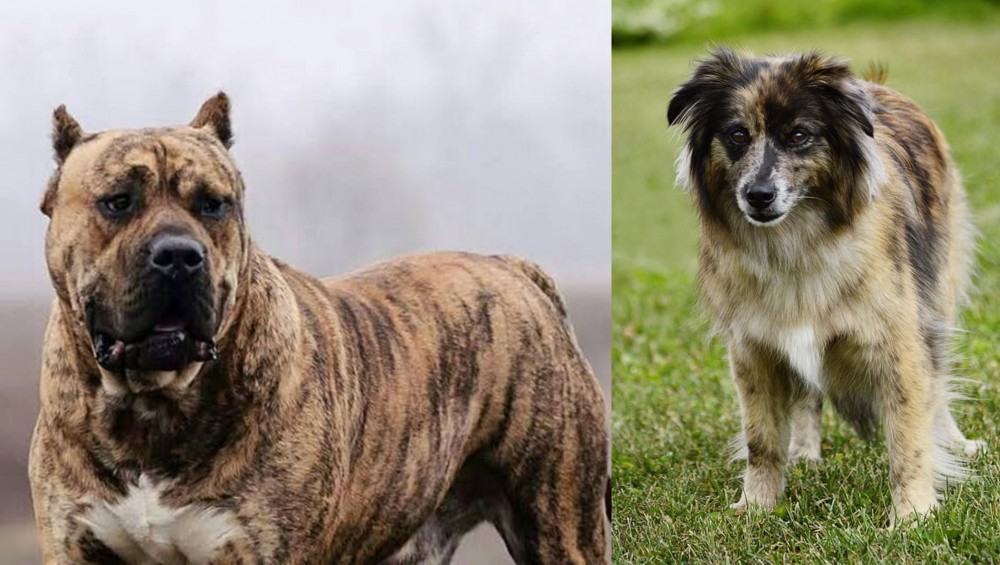 Pyrenean Shepherd vs Perro de Presa Canario - Breed Comparison