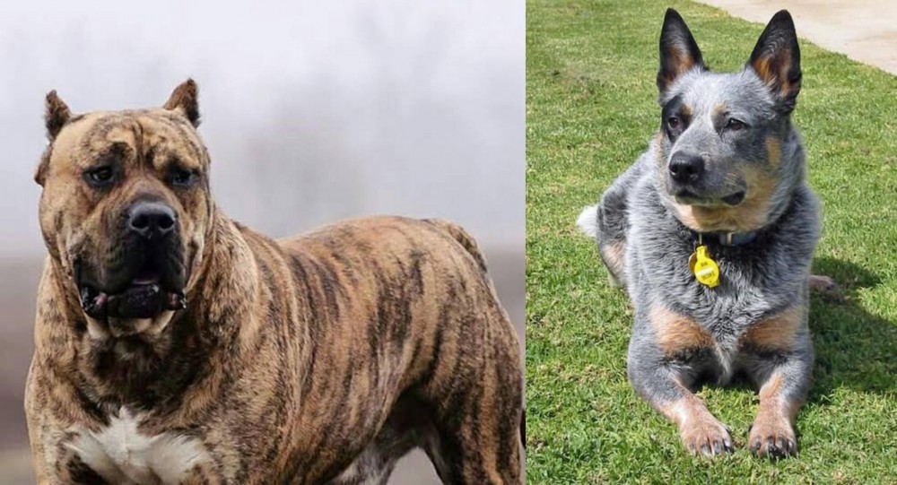 Queensland Heeler vs Perro de Presa Canario - Breed Comparison