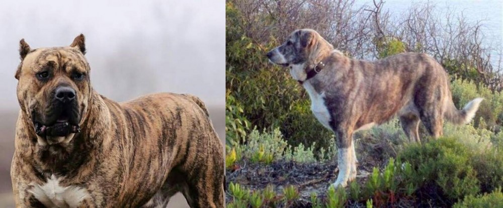 Rafeiro do Alentejo vs Perro de Presa Canario - Breed Comparison