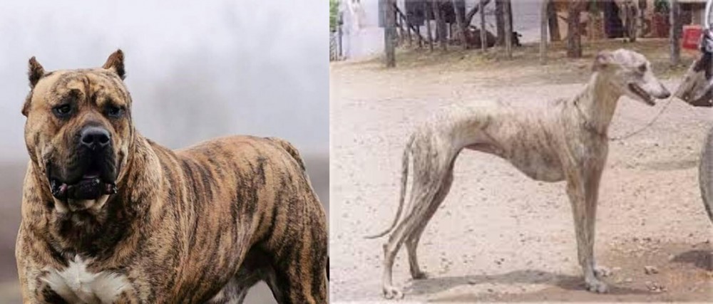 Rampur Greyhound vs Perro de Presa Canario - Breed Comparison