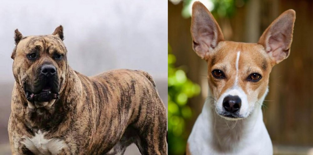 Rat Terrier vs Perro de Presa Canario - Breed Comparison