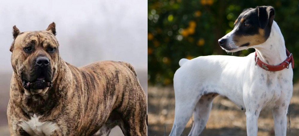 Ratonero Bodeguero Andaluz vs Perro de Presa Canario - Breed Comparison