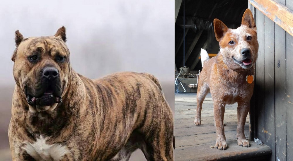 Red Heeler vs Perro de Presa Canario - Breed Comparison
