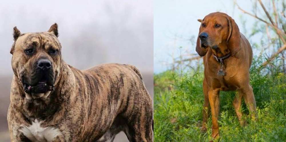 Redbone Coonhound vs Perro de Presa Canario - Breed Comparison