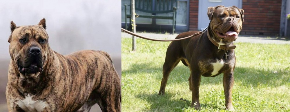 Renascence Bulldogge vs Perro de Presa Canario - Breed Comparison