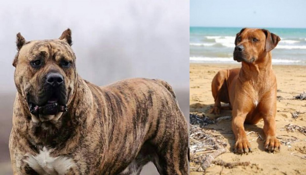 Rhodesian Ridgeback vs Perro de Presa Canario - Breed Comparison