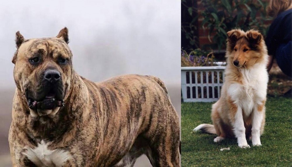 Rough Collie vs Perro de Presa Canario - Breed Comparison