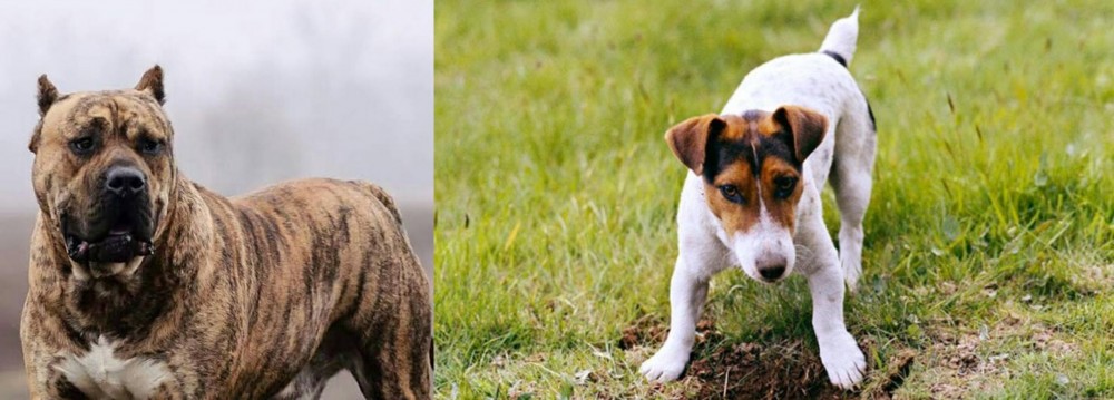 Russell Terrier vs Perro de Presa Canario - Breed Comparison