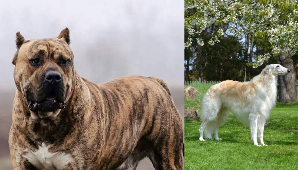 Russian Hound vs Perro de Presa Canario - Breed Comparison
