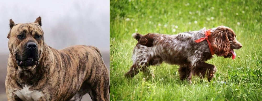 Russian Spaniel vs Perro de Presa Canario - Breed Comparison