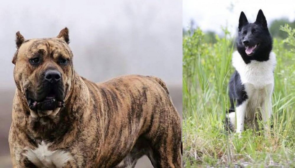 Russo-European Laika vs Perro de Presa Canario - Breed Comparison