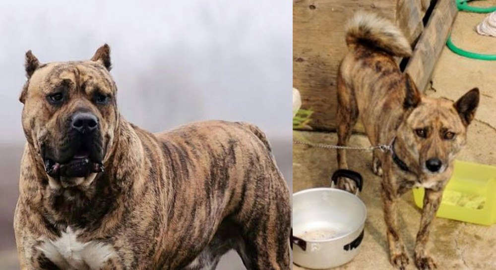 Ryukyu Inu vs Perro de Presa Canario - Breed Comparison