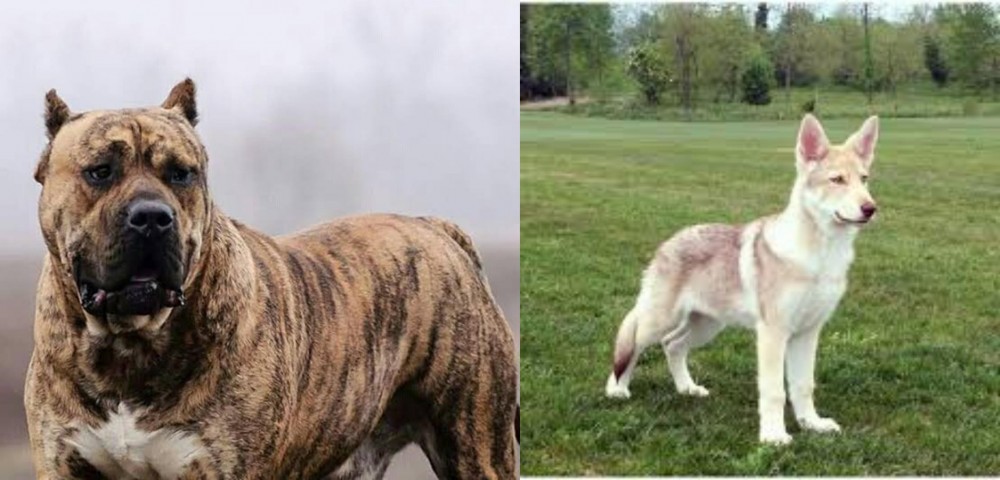 Saarlooswolfhond vs Perro de Presa Canario - Breed Comparison