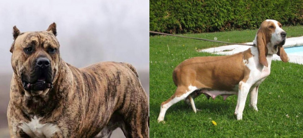 Sabueso Espanol vs Perro de Presa Canario - Breed Comparison
