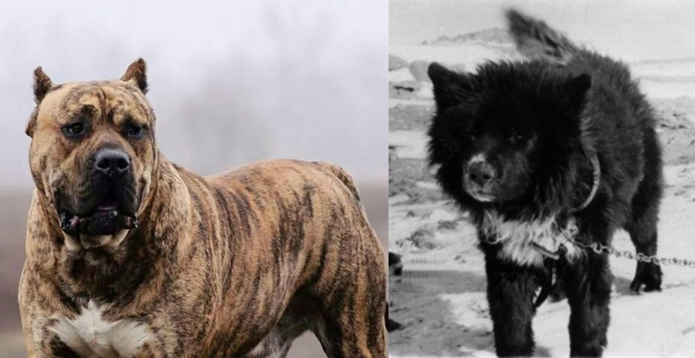 Sakhalin Husky vs Perro de Presa Canario - Breed Comparison