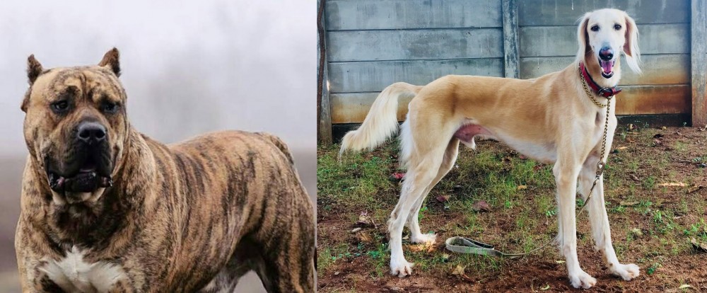Saluki vs Perro de Presa Canario - Breed Comparison